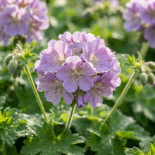 Mauve Geranium Flower Seeds for Garden Planting