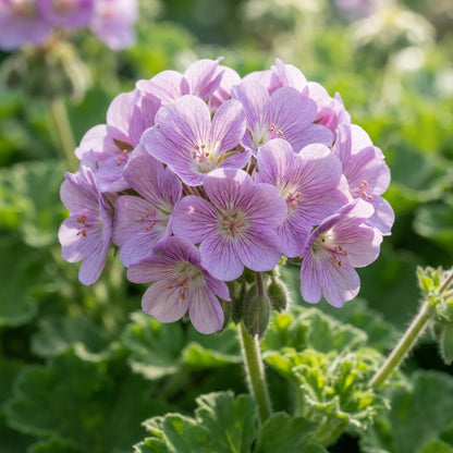 Mauve Geranium Flower Seeds for Garden Planting