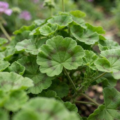 Mauve Geranium Flower Seeds for Garden Planting