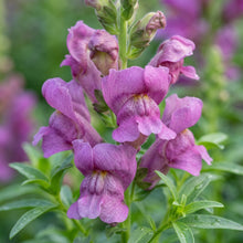 Mauve Snapdragon Flower Seeds For Planting