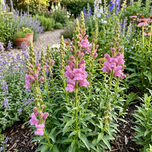 Mauve Snapdragon Flower Seeds For Planting