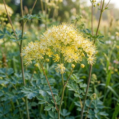 Thalictrum Flavum Seeds