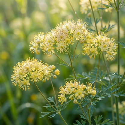 Thalictrum Flavum Seeds