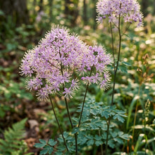 Thalictrum Uchiyamae Seeds