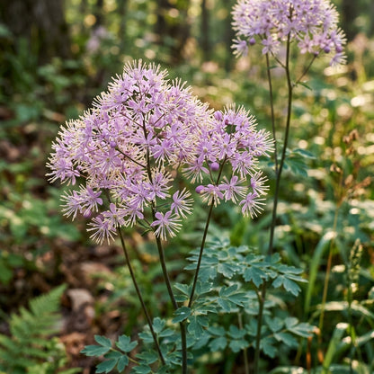 Thalictrum Uchiyamae Seeds
