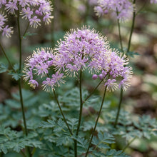 Thalictrum Uchiyamae Seeds