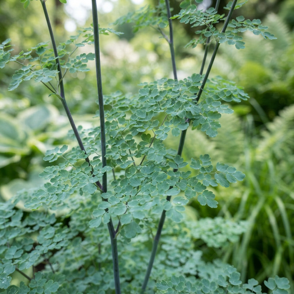 Thalictrum Rochebrunianum Flower Seeds - Meadow Rue Seeds for Garden