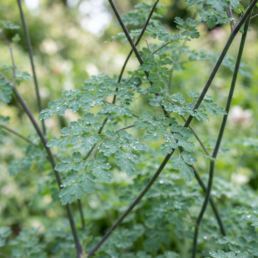 Thalictrum Delavayi 'Blizzard' Flower Seeds - Meadow Rue Seeds for Garden