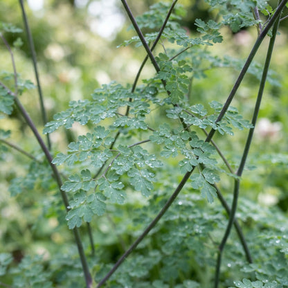 Thalictrum Delavayi 'Blizzard' Flower Seeds - Meadow Rue Seeds for Garden