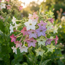 Meadow Tobacco Seeds - Nicotiana Flower Seeds for Garden