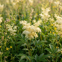 Filipendula Ulmaria Flower Seeds For Planting