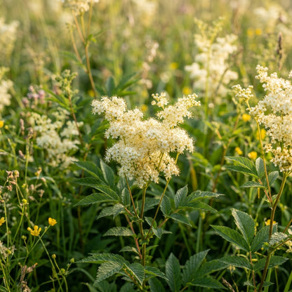 Filipendula Ulmaria Flower Seeds For Planting