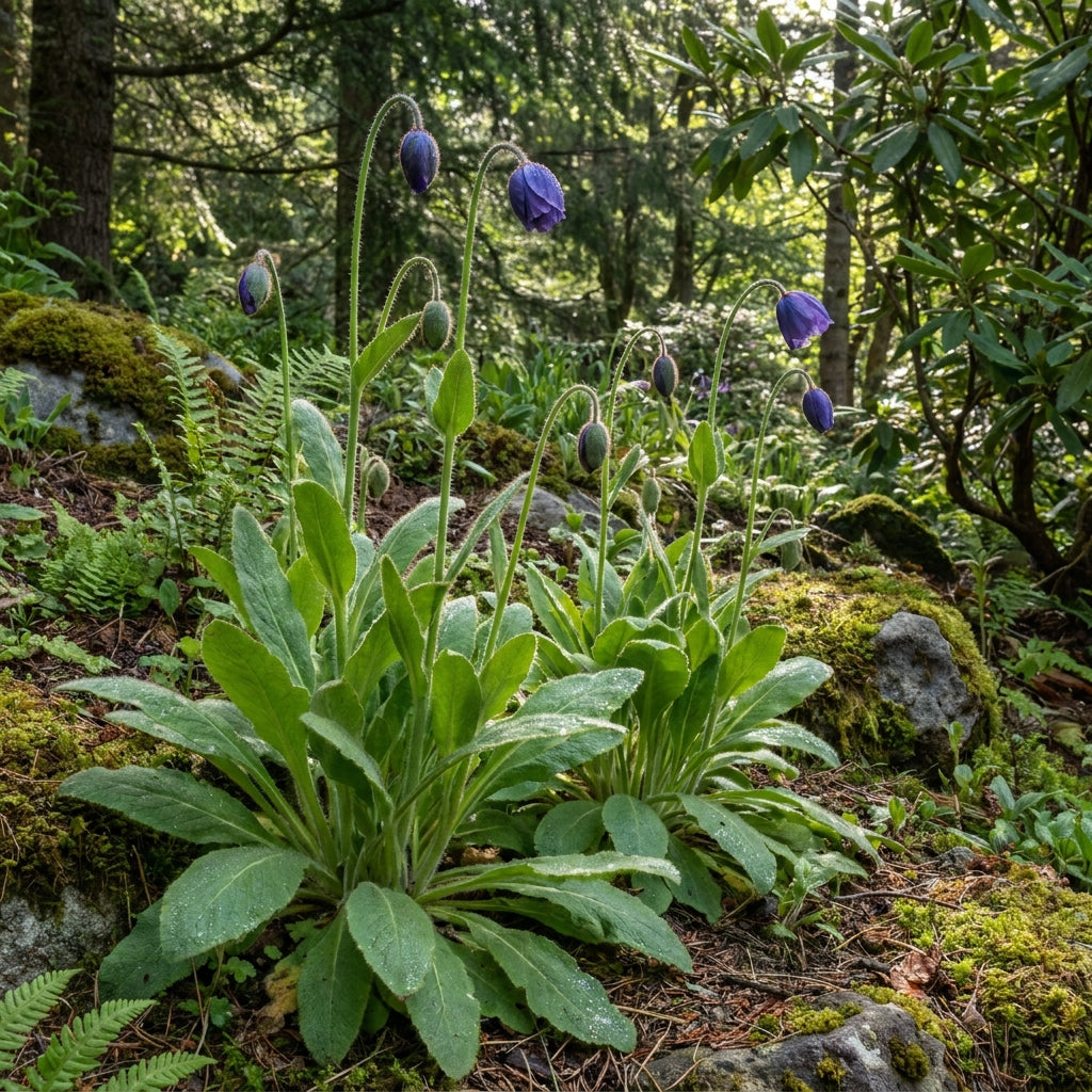 Meconopsis Baileyi Hensol Violet Flower Seeds for Garden Planting