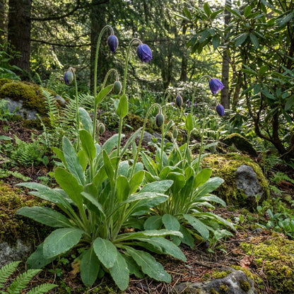Meconopsis Baileyi Hensol Violet Flower Seeds for Garden Planting