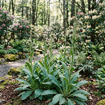 Meconopsis Napaulensis Flower Seeds