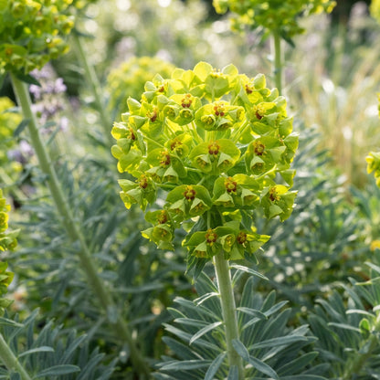 Mediterranean Spurge Flower Seeds for Garden Planting