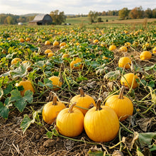 Pumpkin Mellow Yellow Seeds Golden Yellow Pumpkin Vegetable Seeds