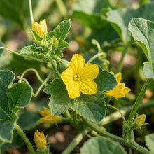 Piel de Sapo (Santa Claus) Melon Seeds for Planting