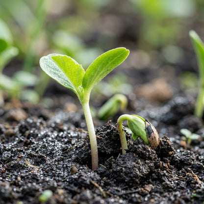 Kolkhoznitsa Melon Seeds for Planting