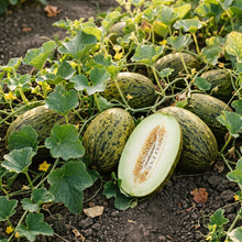 Piel de Sapo (Santa Claus) Melon Seeds for Planting