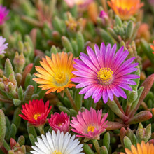 Mesembryanthemum Sparkles Mixed Flower Seeds for Planting