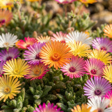 Mesembryanthemum Sunshine Mix Flower Seeds for Planting