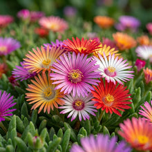 Mesembryanthemum Magic Carpet Flower Seeds for Planting