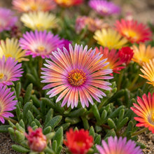 Mesembryanthemum Magic Carpet Flower Seeds for Planting