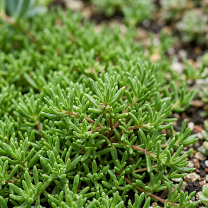 Mesembryanthemum Magic Carpet Flower Seeds for Planting