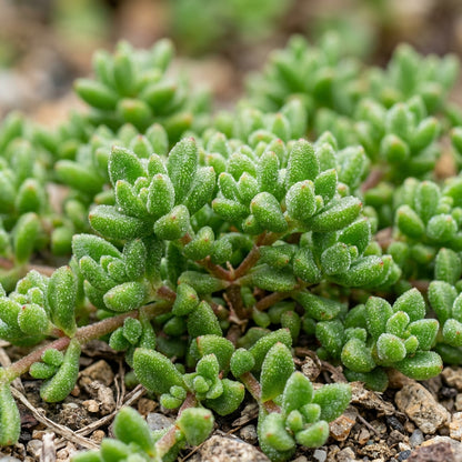 Mesembryanthemum Sparkles Mixed Flower Seeds for Planting