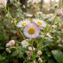 Erigeron karvinskianus Seeds for Planting