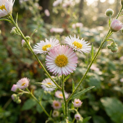 Erigeron karvinskianus Seeds for Planting