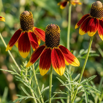 Ratibida Columnifera Flower Seeds