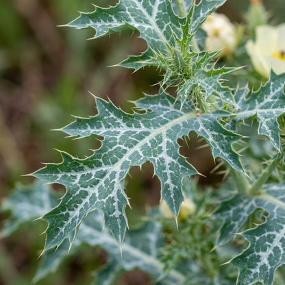 Argemone Subfusiformis Flower Seeds For Planting