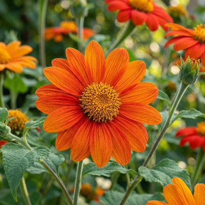 Mexican Sunflower Seed Mix For Planting