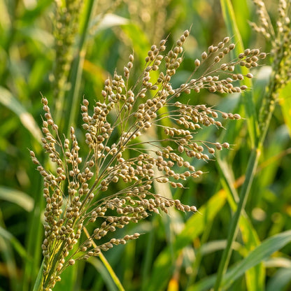 Brown Top Millet Seeds – Sustainable Grain Crop