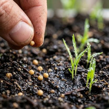 Millet Seeds – Grain for Home Gardening