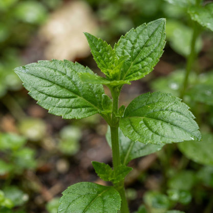 Mimulus Cardinalis Seeds for Garden Planting
