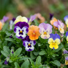 Mini Pansy Flower Seeds - Pansy Flower Seeds for Garden