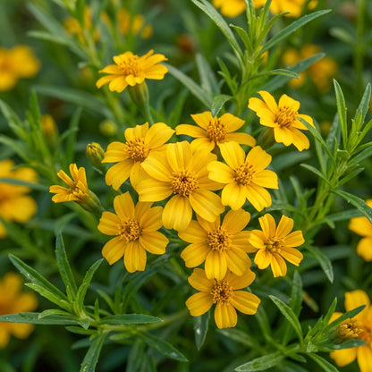 Mexican Mint Sweet Mace Tarragon Herb Seeds