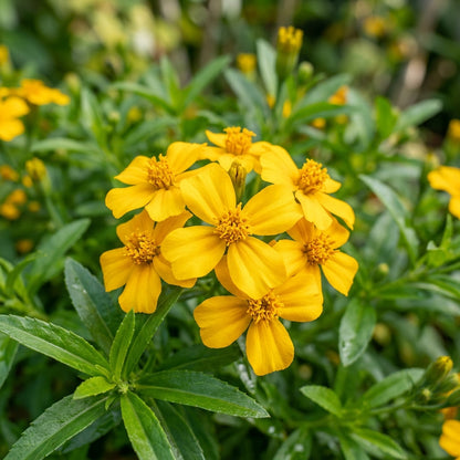 Mexican Mint Sweet Mace Tarragon Herb Seeds