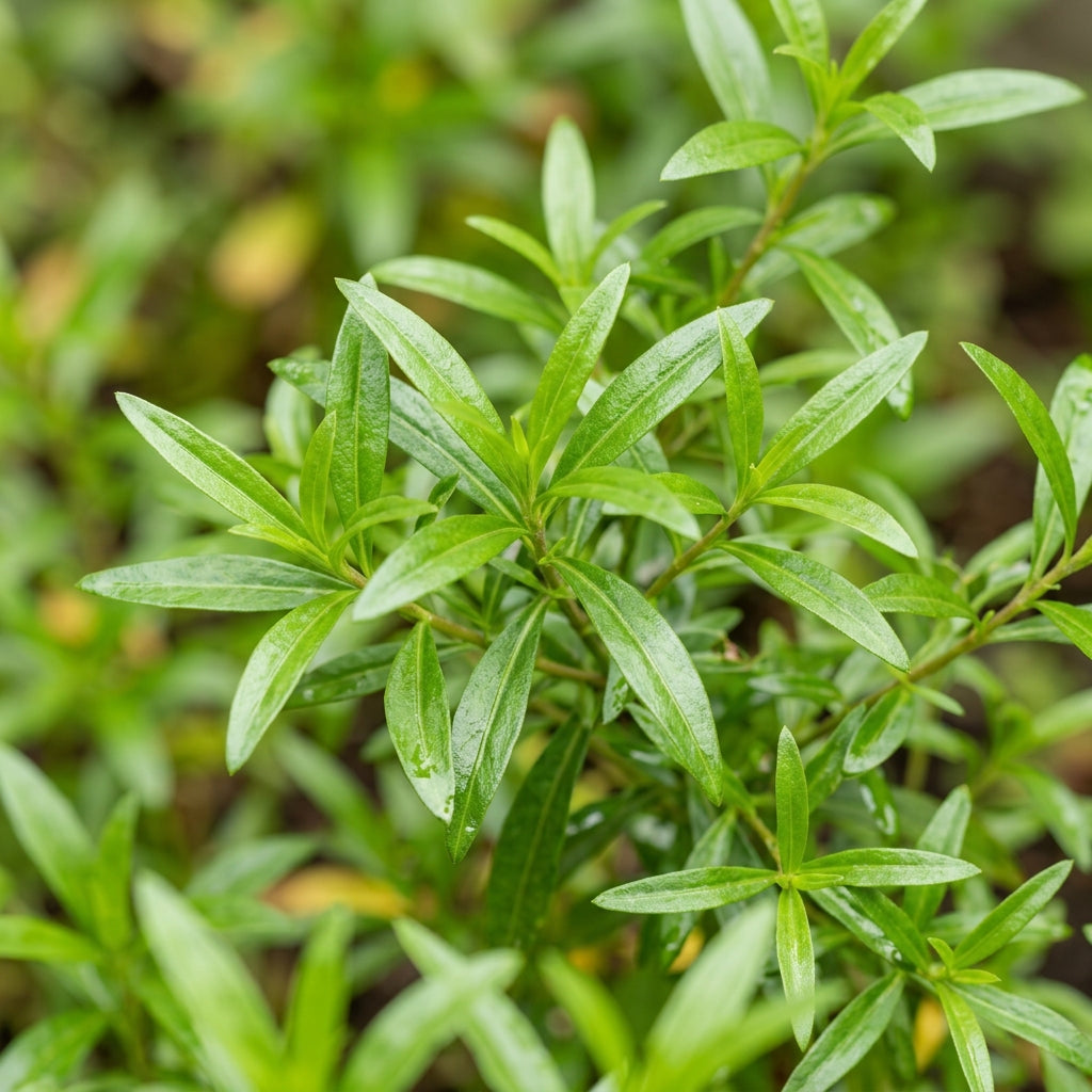 Mexican Mint Sweet Mace Tarragon Herb Seeds