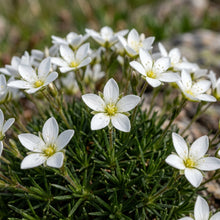 Minuartia Laricifolia Seeds