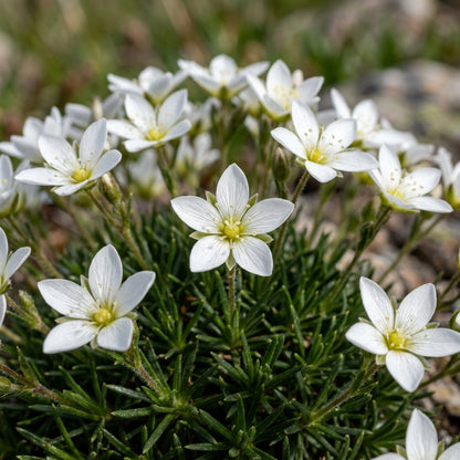 Minuartia Laricifolia Seeds