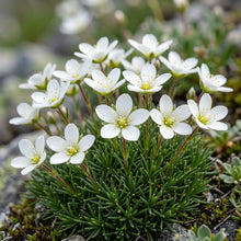 Minuartia Laricifolia Seeds
