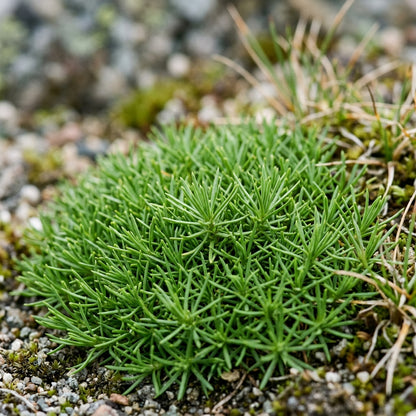Minuartia Laricifolia Seeds