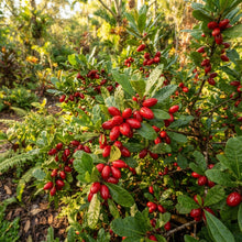 Miracle Berry (Synsepalum dulcificum) Seeds for Planting