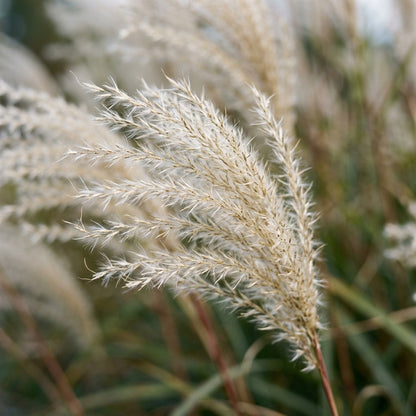 Miscanthus Sinensis Hybrid Grass Seeds