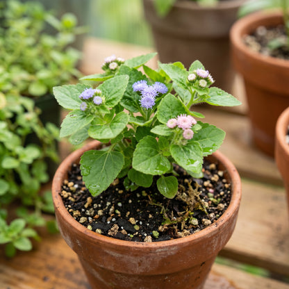Mixed Ageratum Seeds Flowering Garden Plant