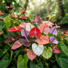 Mixed Anthurium Seeds - Anthurium Flower Seeds for Garden